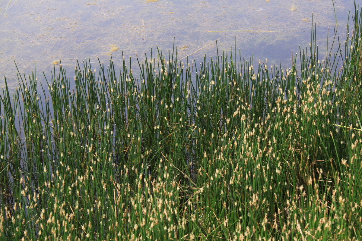 Eleocharis palustris (door Peter Meininger)