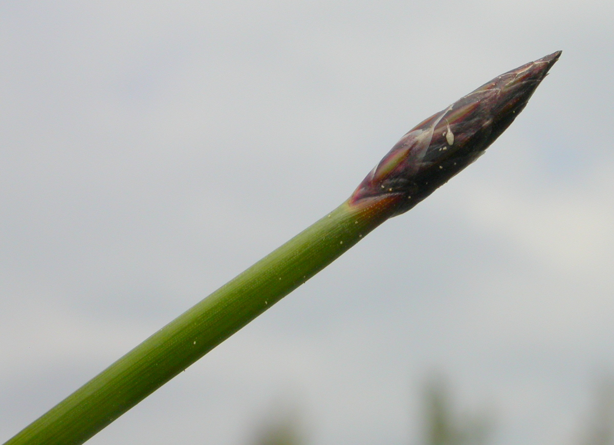 Eleocharis palustris (door Peter Meininger)