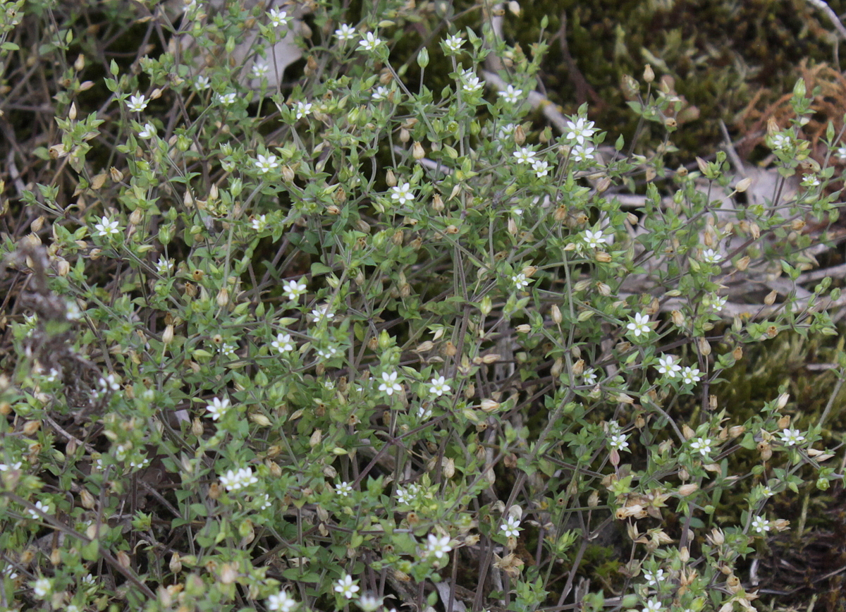 Arenaria serpyllifolia (door Peter Meininger)