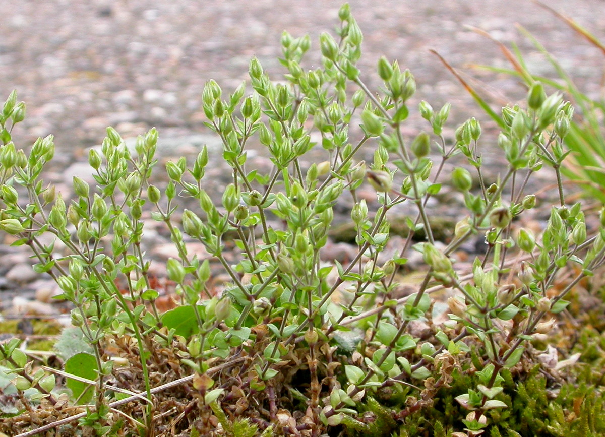 Arenaria serpyllifolia (door Peter Meininger)