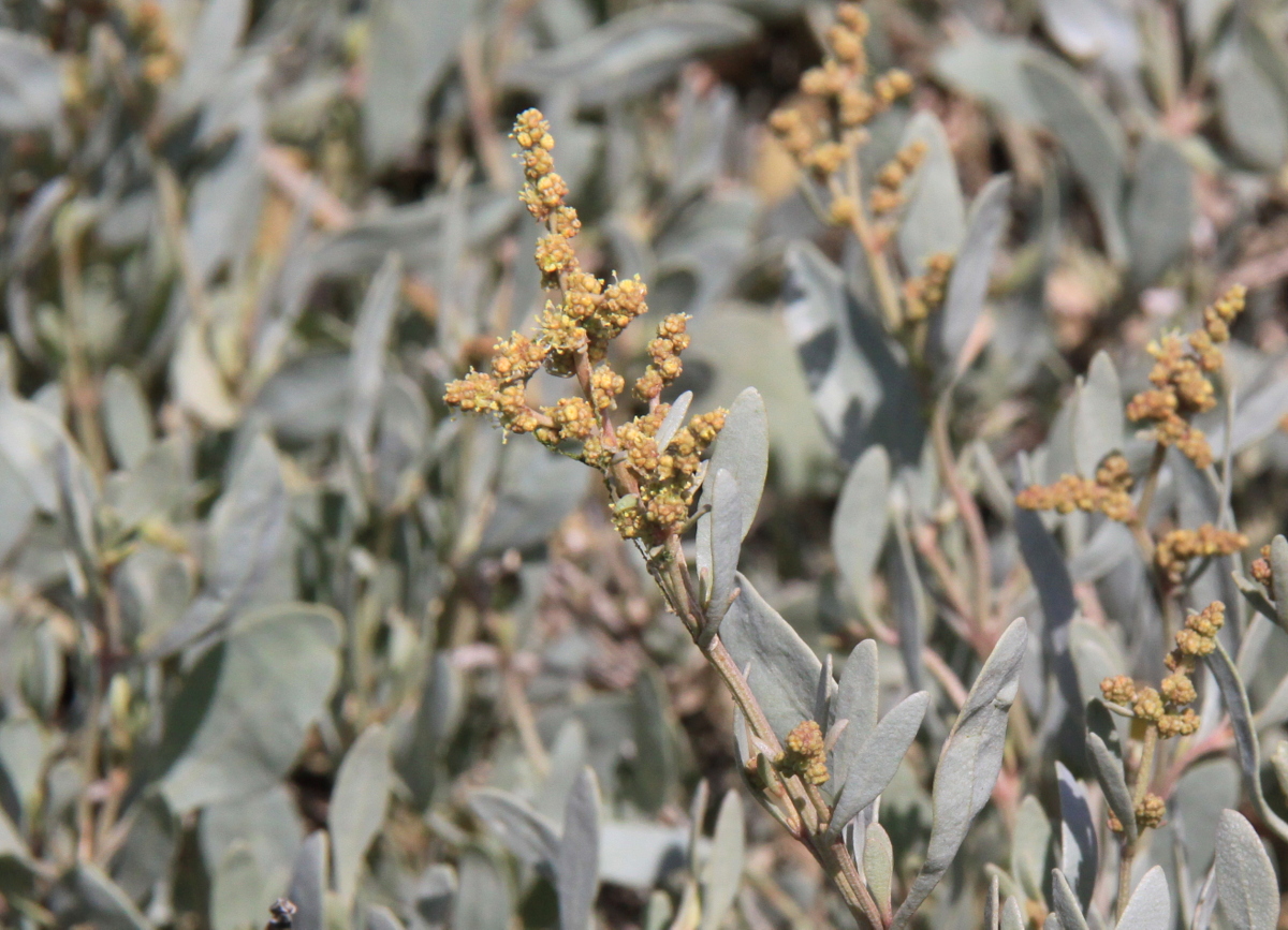 Atriplex portulacoides (door Peter Meininger)