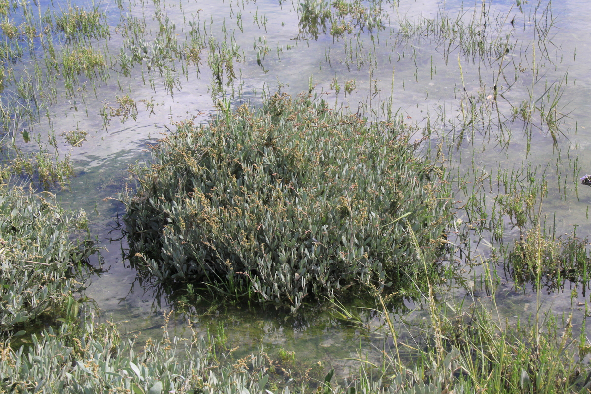 Atriplex portulacoides (door Peter Meininger)