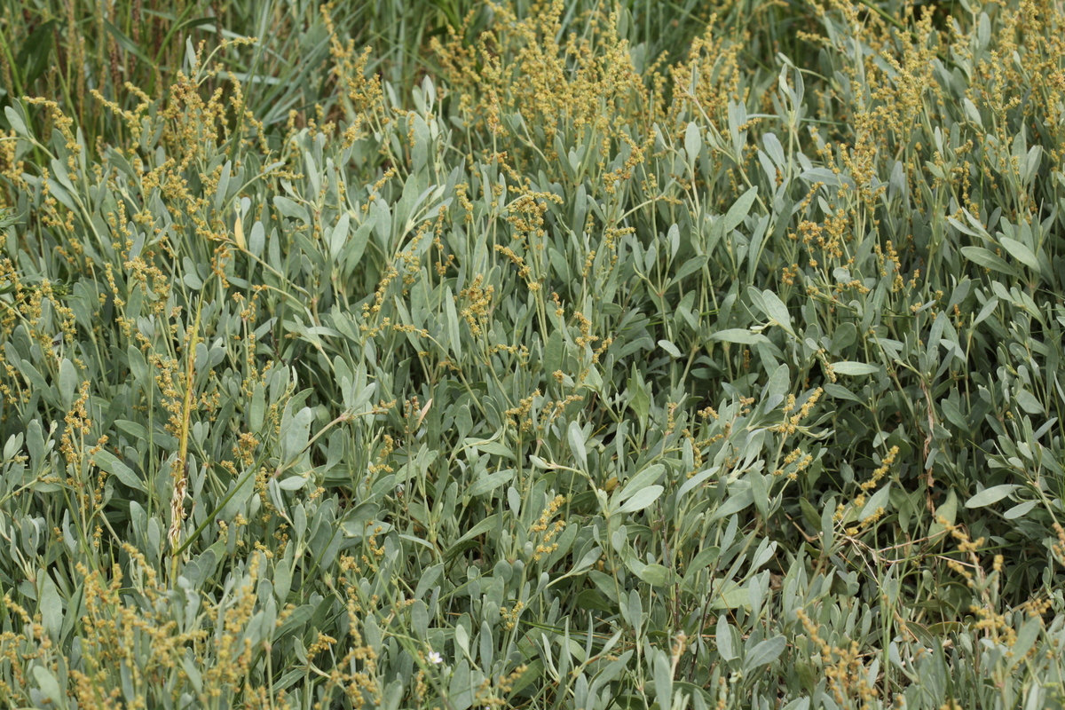 Atriplex portulacoides (door Peter Meininger)