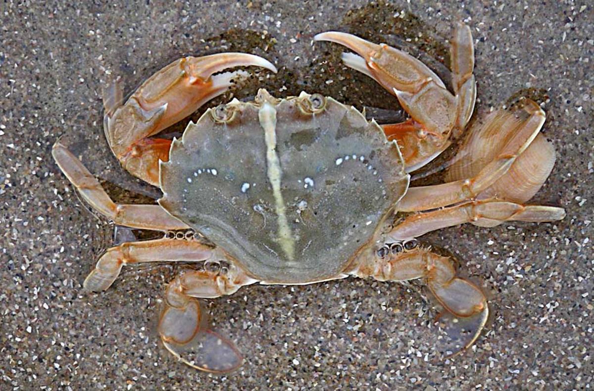 Liocarcinus holsatus (door Ellen van der Niet)