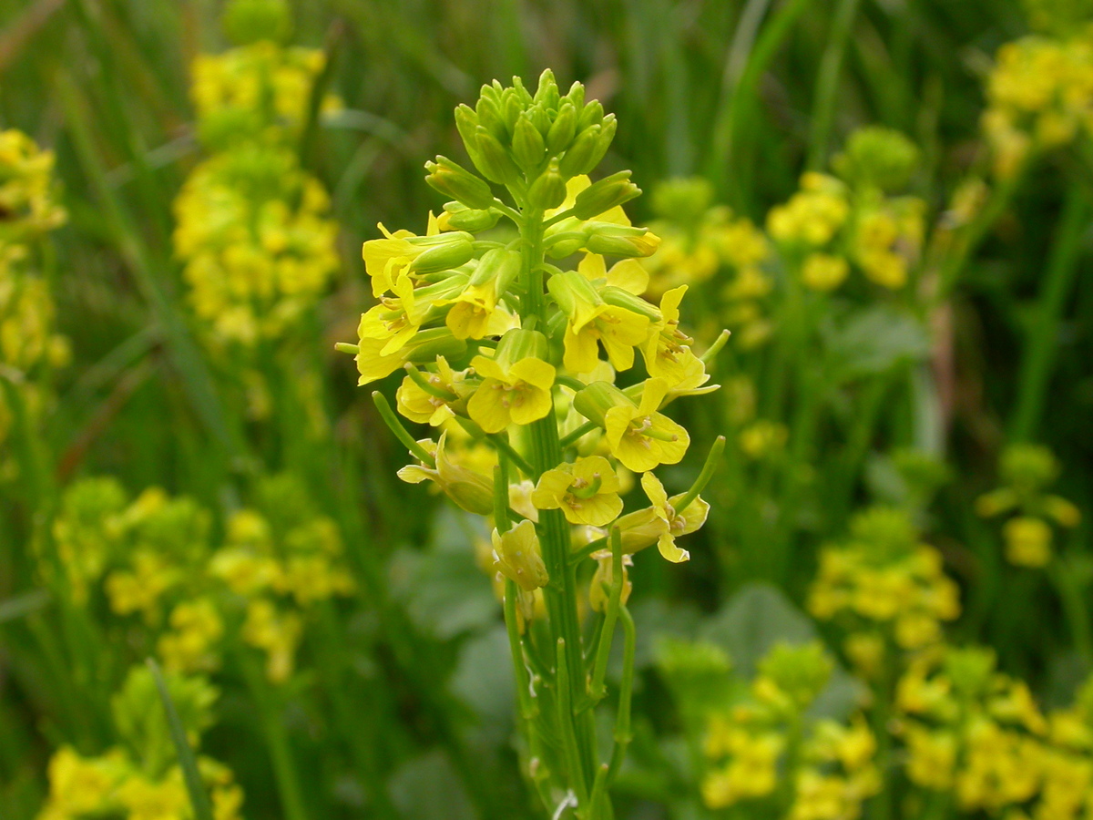 Barbarea vulgaris (door Peter Meininger)