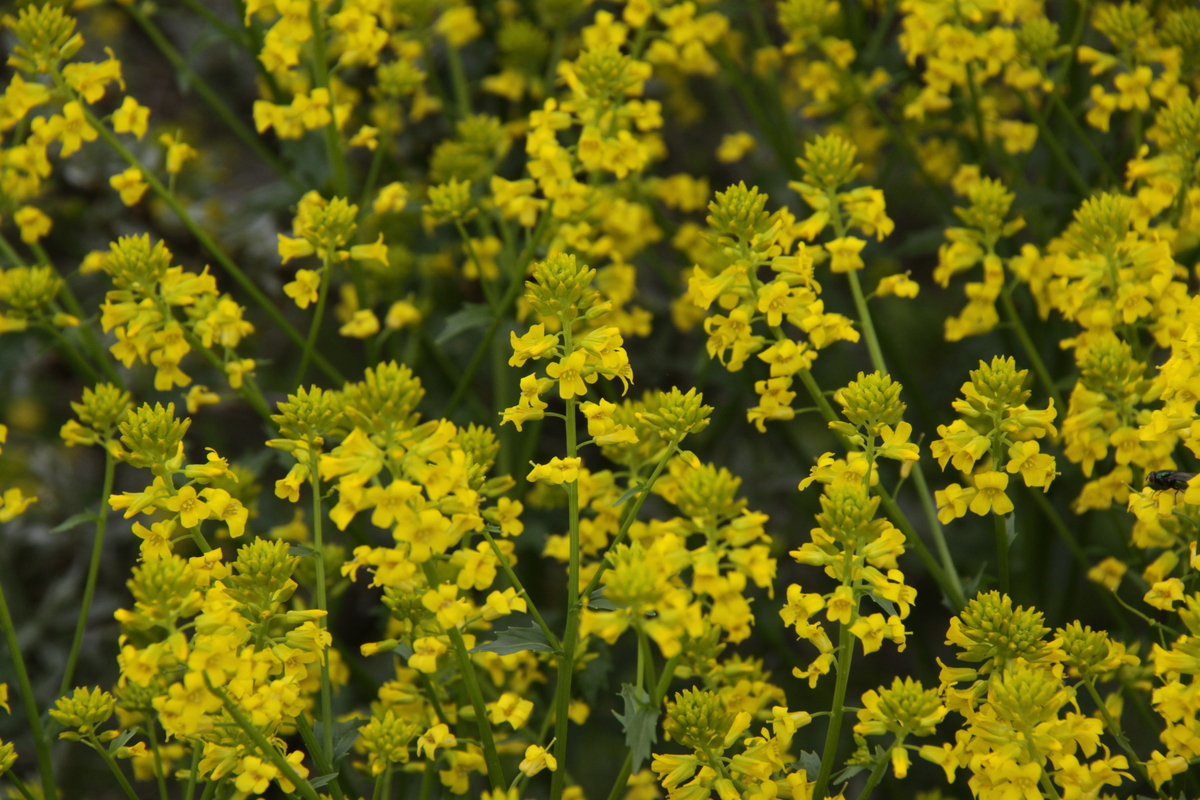 Barbarea vulgaris (door Peter Meininger)