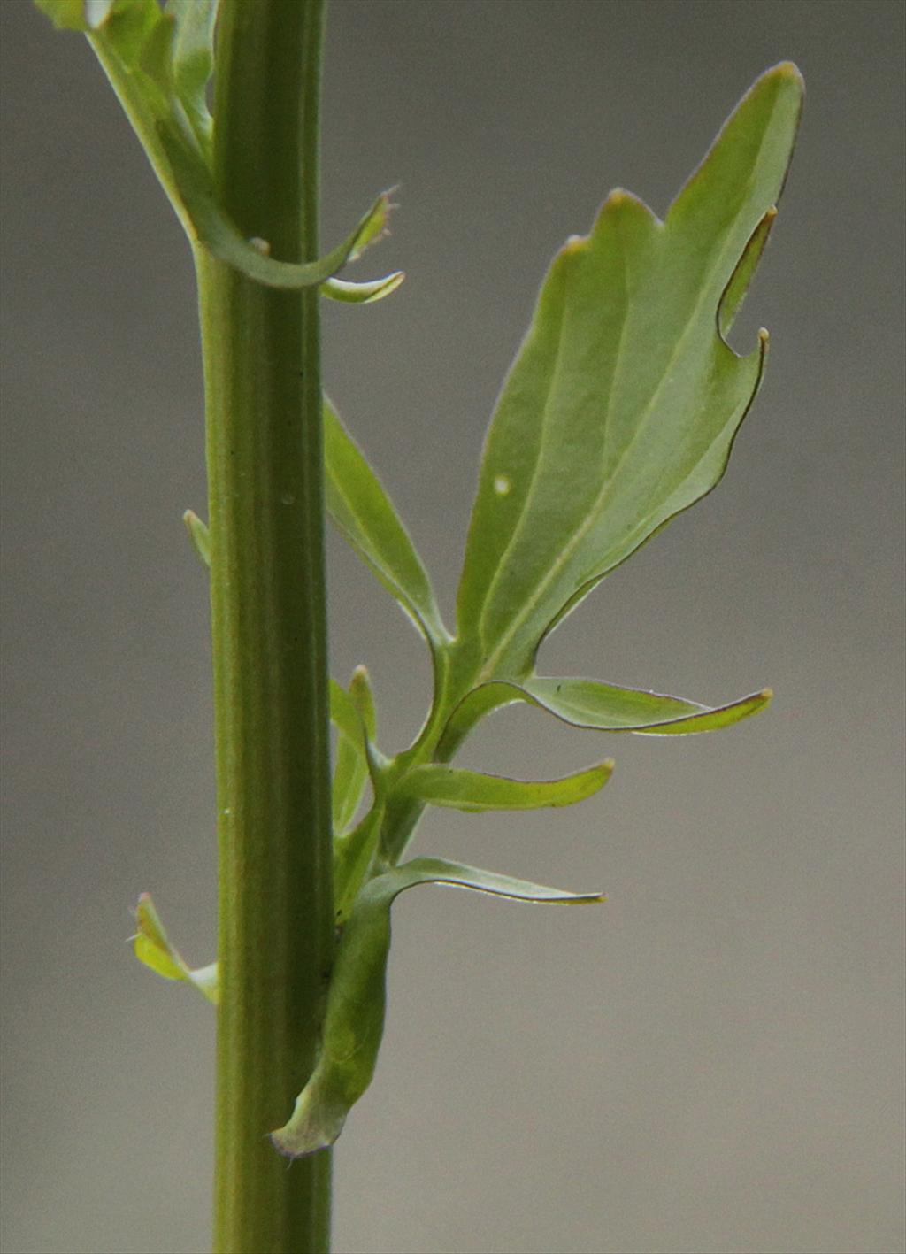 Barbarea vulgaris (door Peter Meininger)