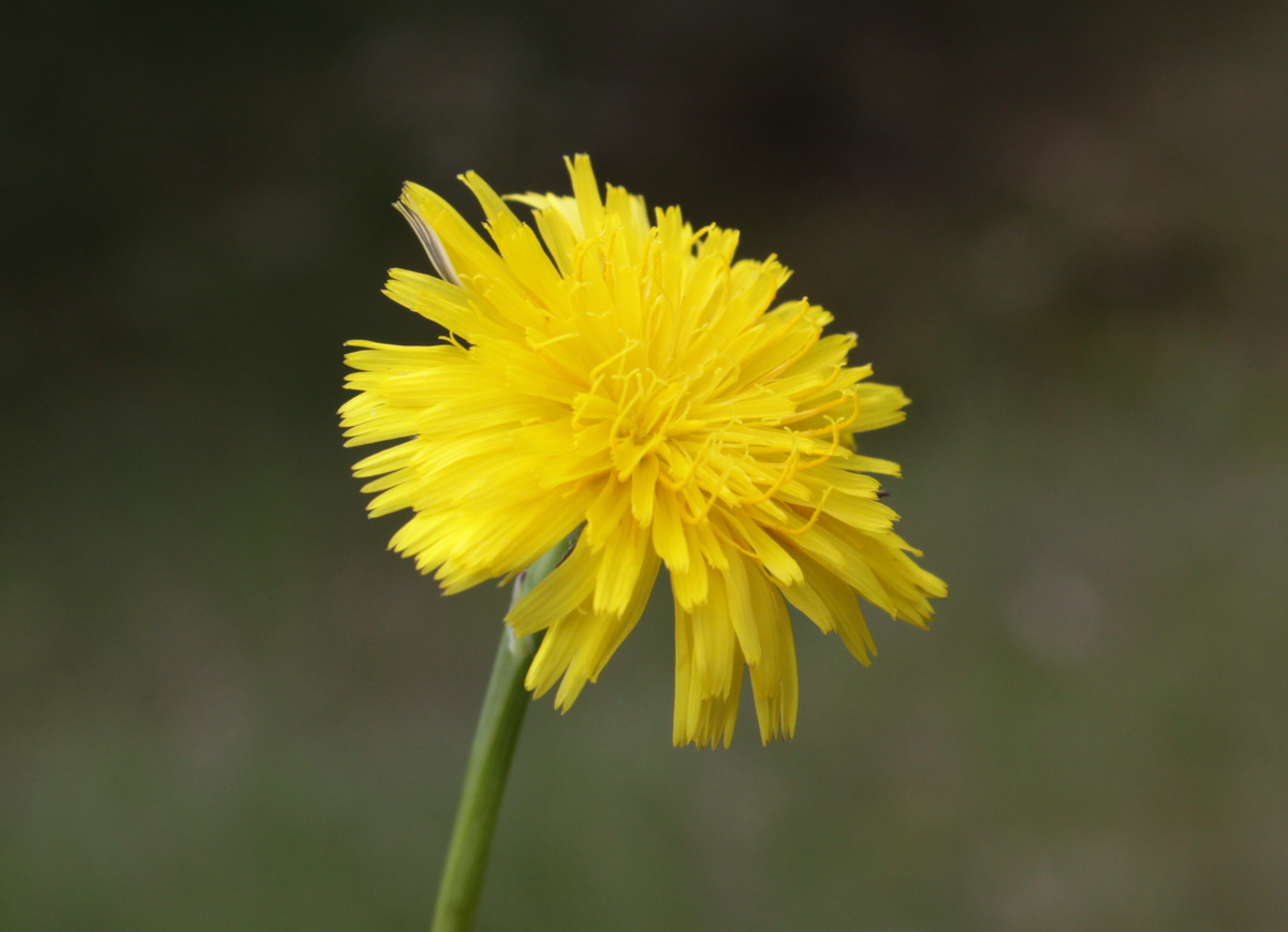 Hypochaeris radicata (door Peter Meininger)