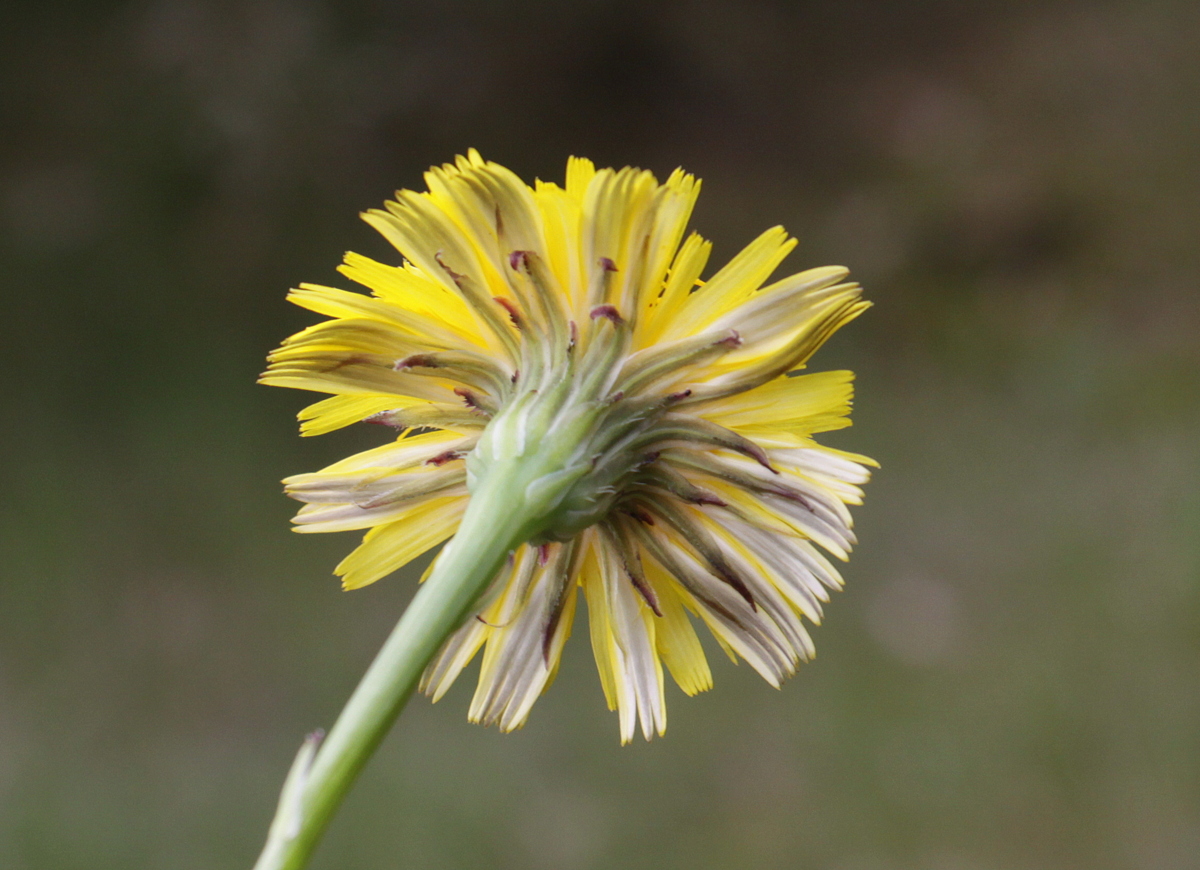 Hypochaeris radicata (door Peter Meininger)