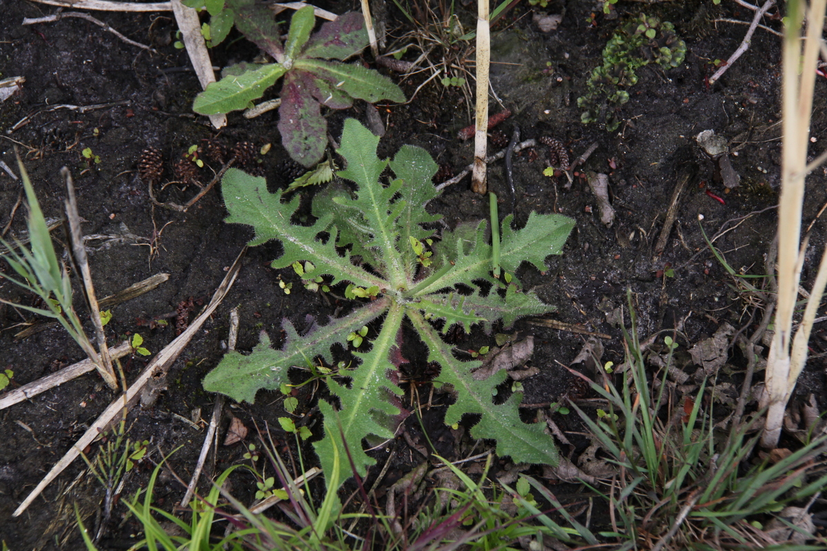 Hypochaeris radicata (door Peter Meininger)