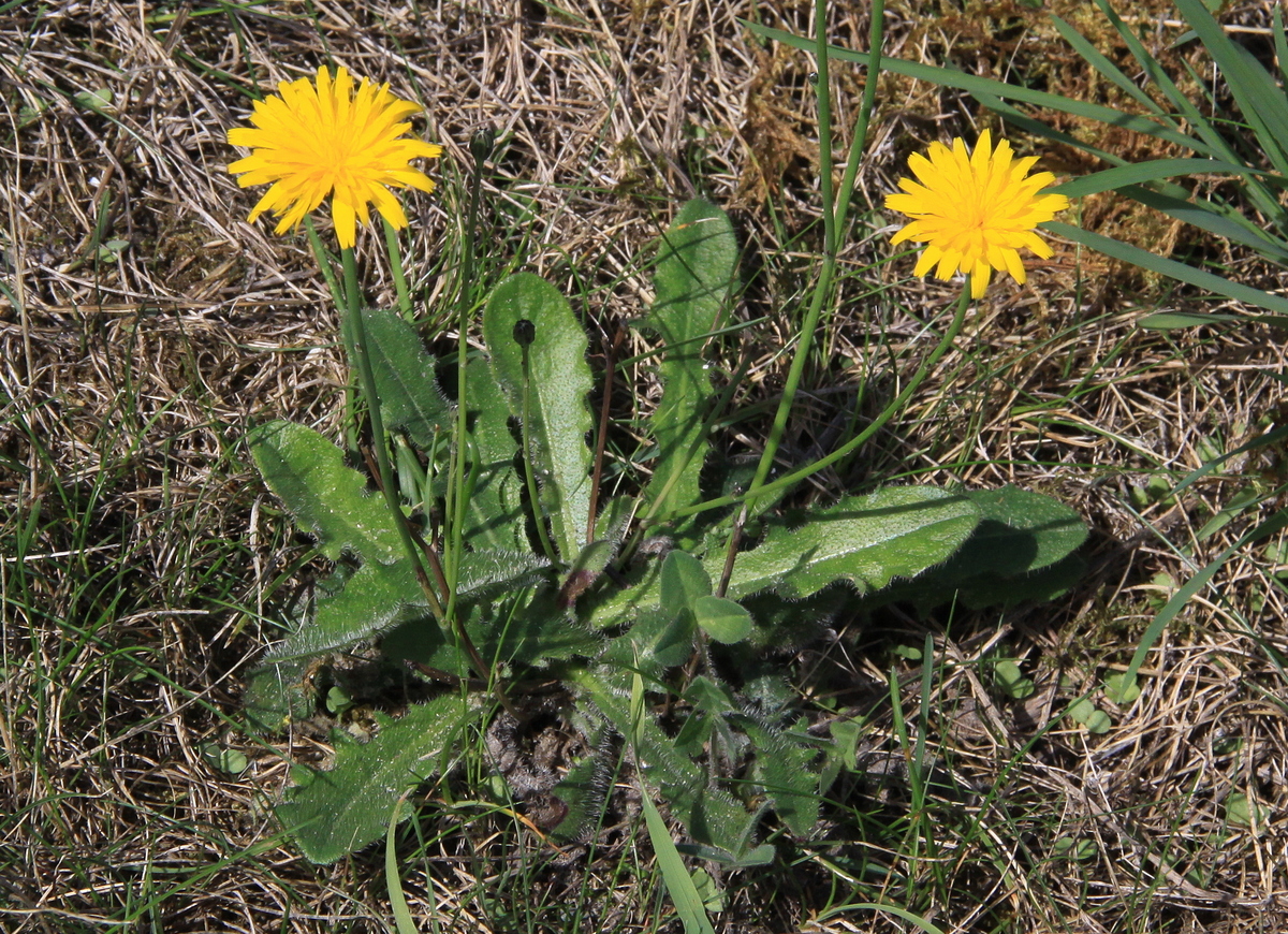 Hypochaeris radicata (door Peter Meininger)