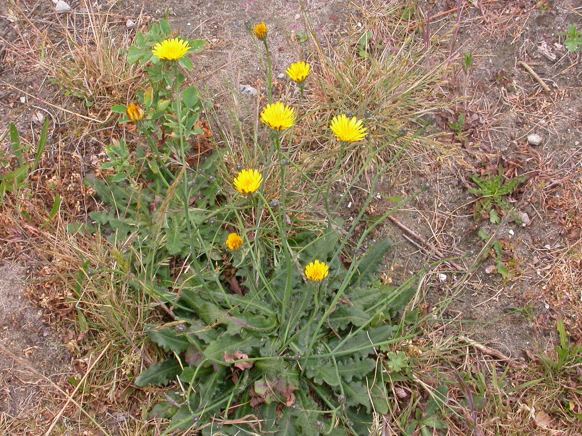 Hypochaeris radicata (door Peter Meininger)