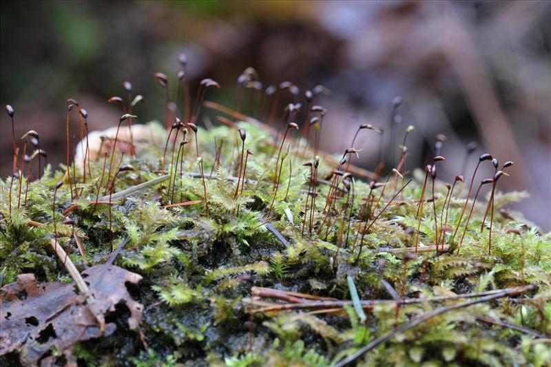 Brachythecium rutabulum (door Bas de Maat)