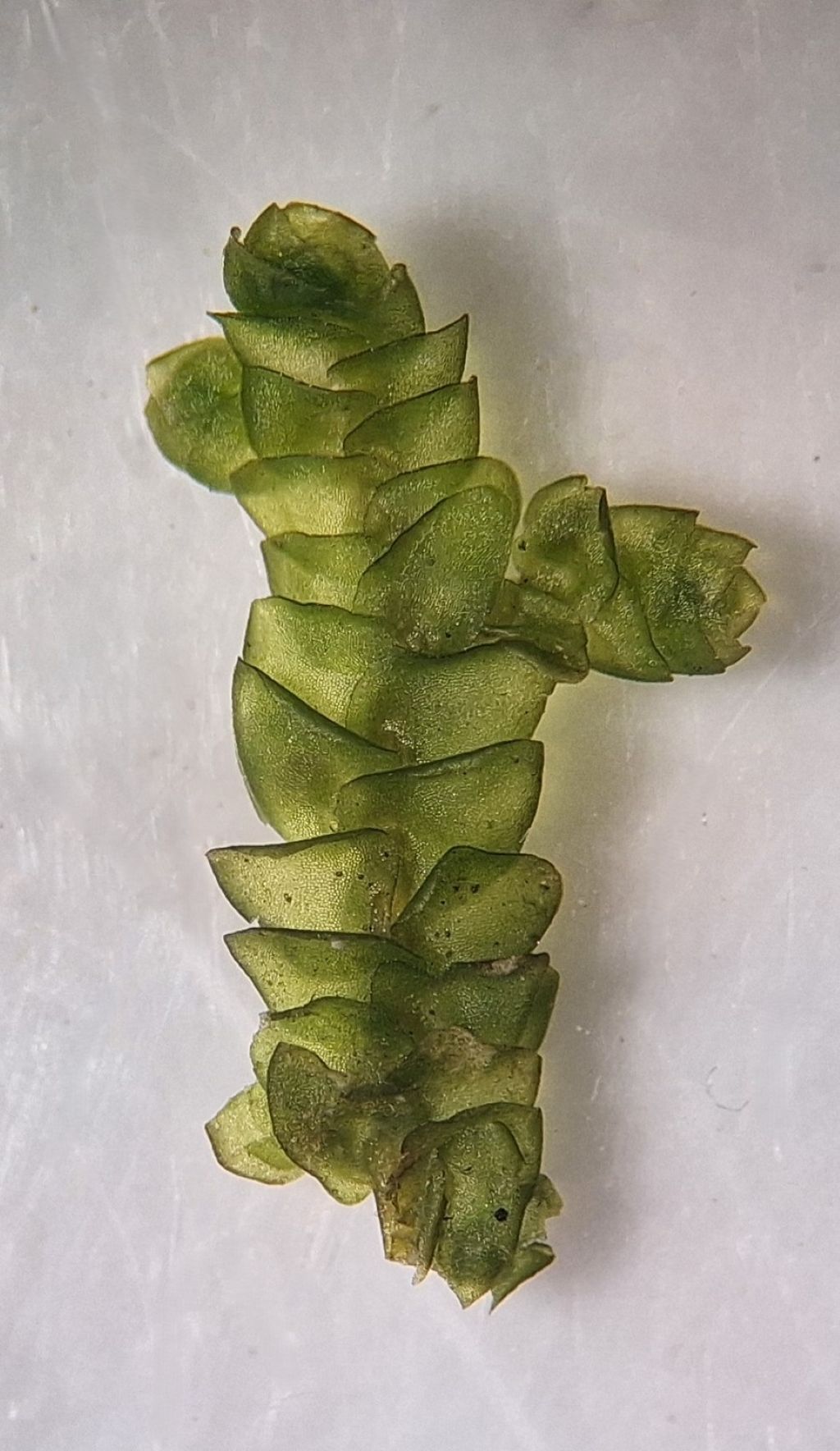Porella platyphylla (door Muriel Schouten)