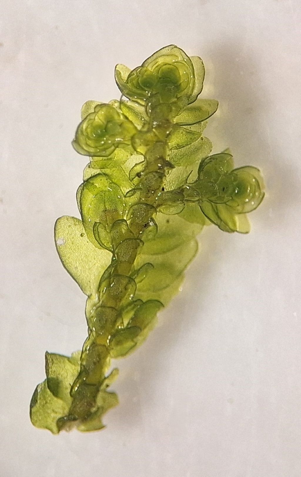Porella platyphylla (door Muriel Schouten)