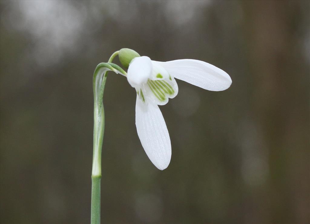 Galanthus nivalis (door Peter Meininger)