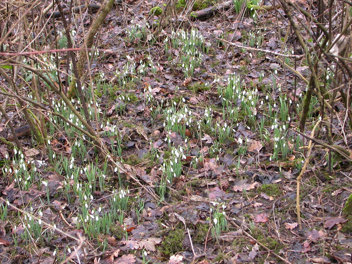 Galanthus nivalis (door Peter Meininger)