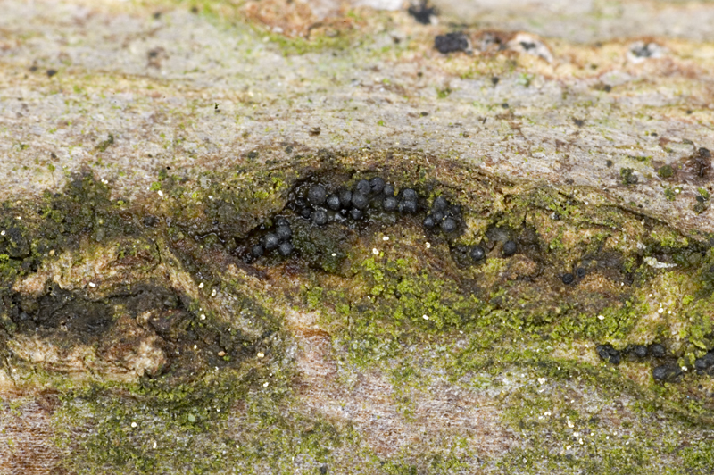 Gibberella pulicaris (door Nico Dam)