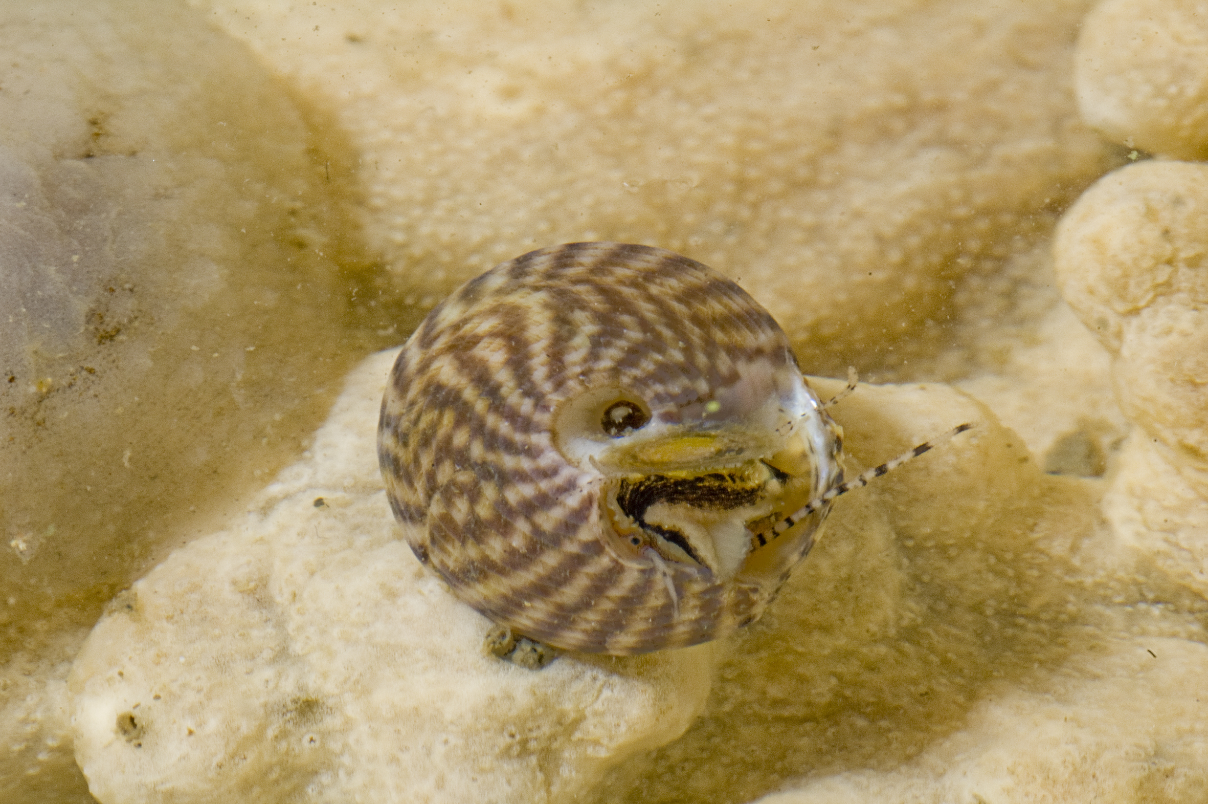 Gibbula cineraria (door Peter H. van Bragt)