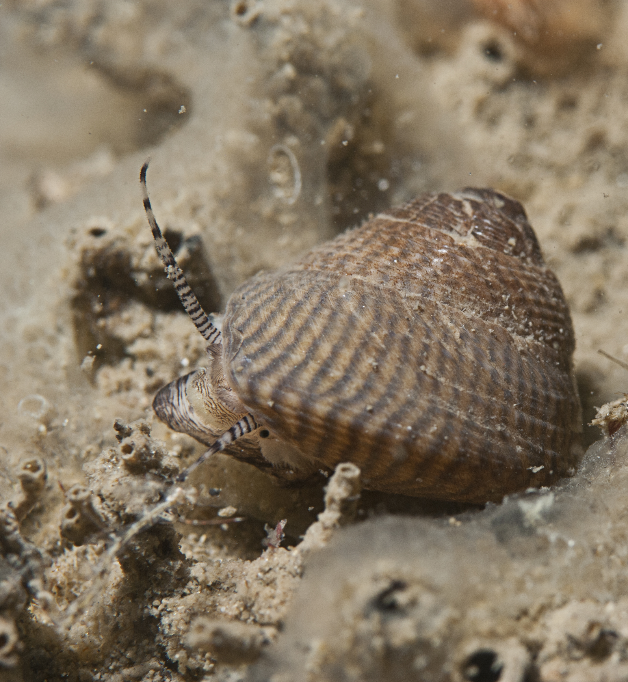 Gibbula cineraria (door Peter H. van Bragt)