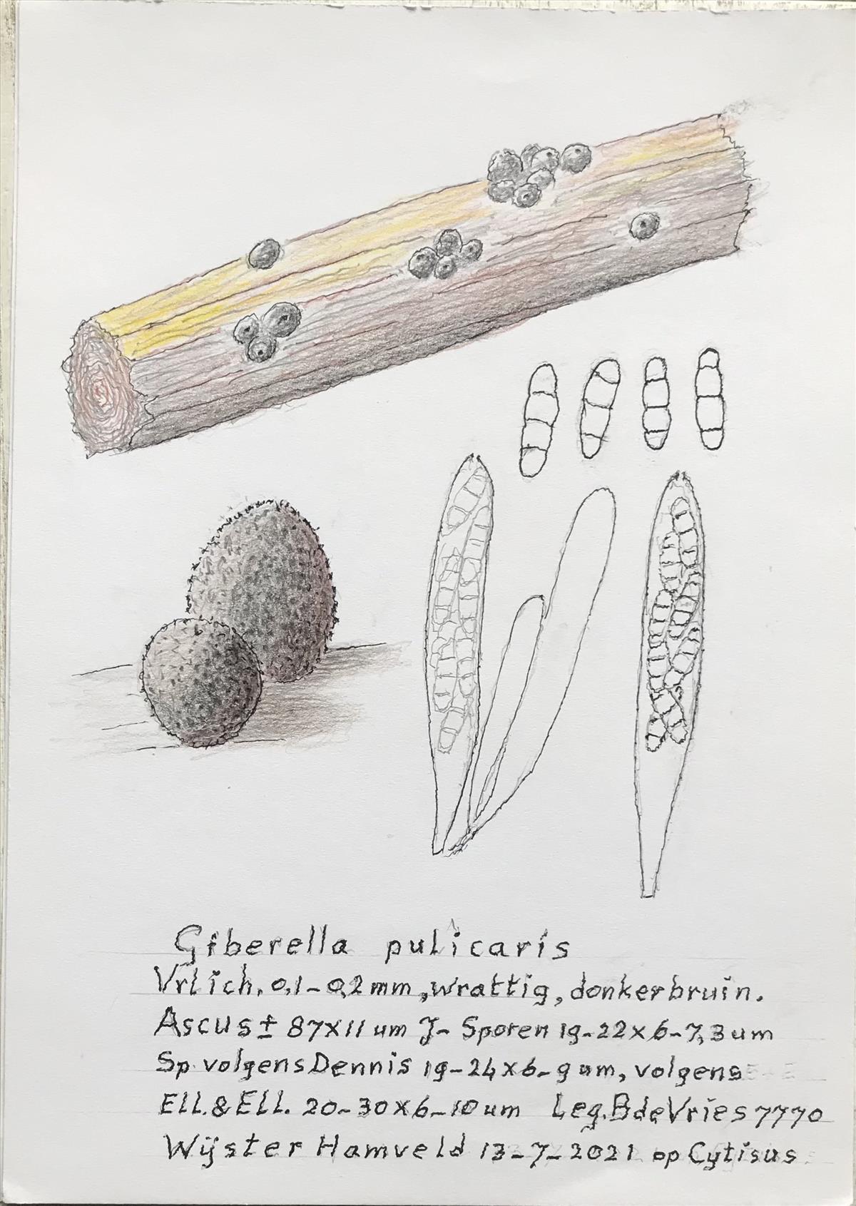 Gibberella pulicaris (door Bernhard de Vries)