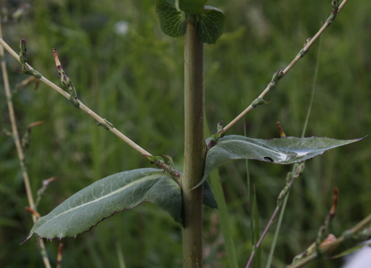 Lactuca virosa (door Peter Meininger)