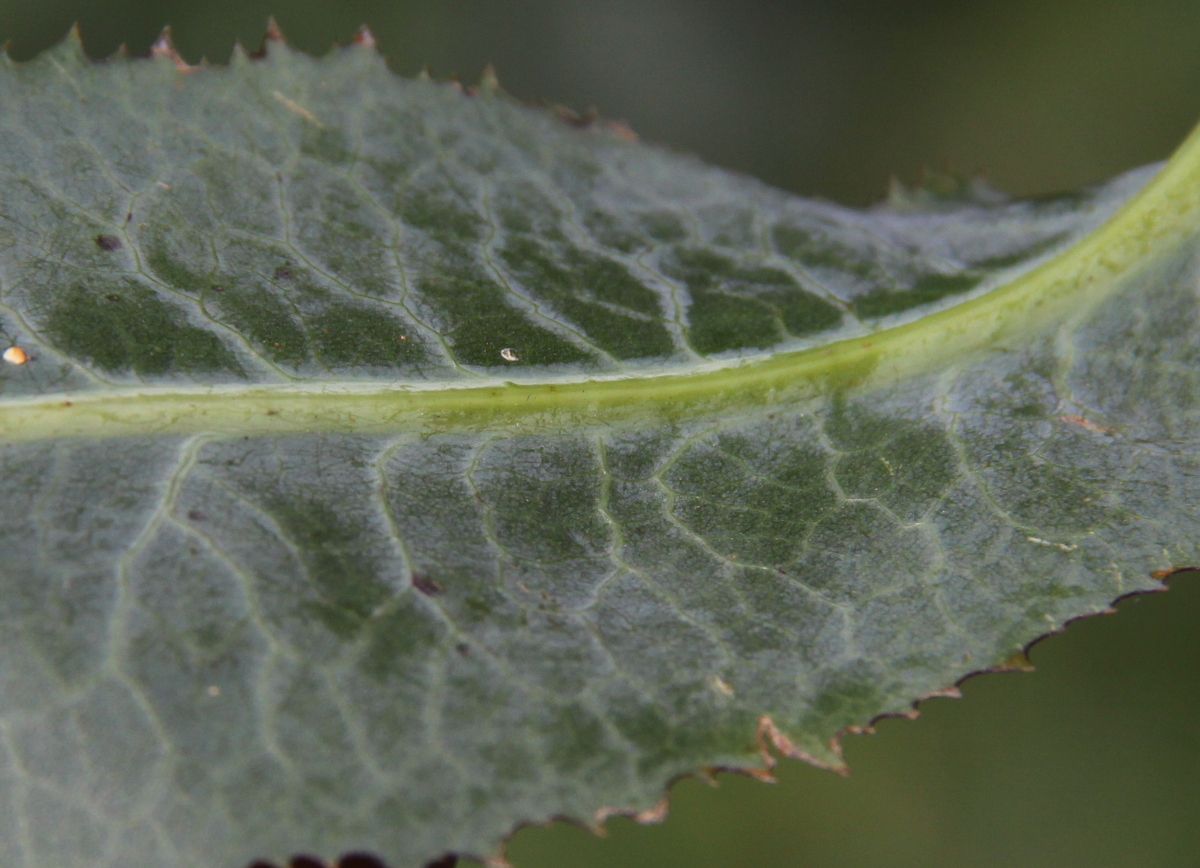 Lactuca virosa (door Peter Meininger)