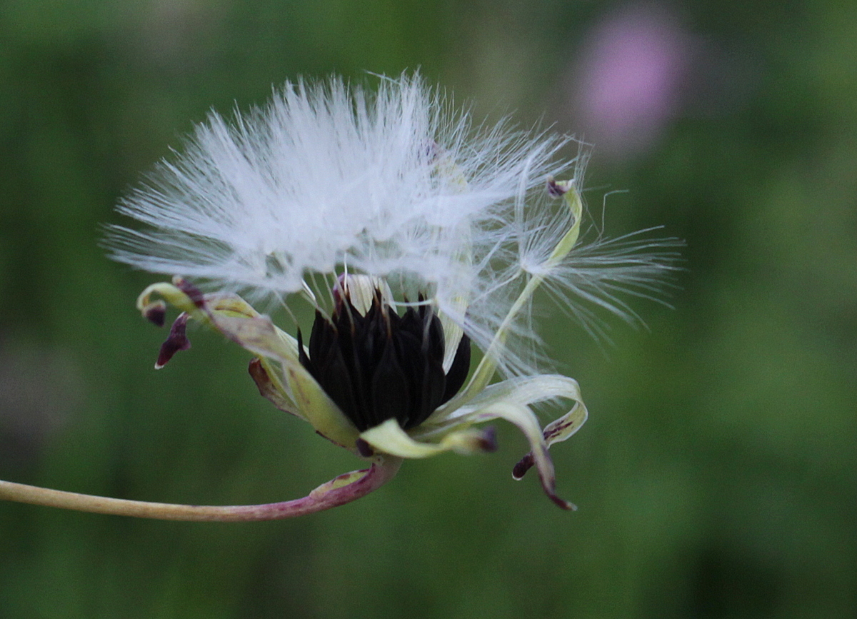 Lactuca virosa (door Peter Meininger)