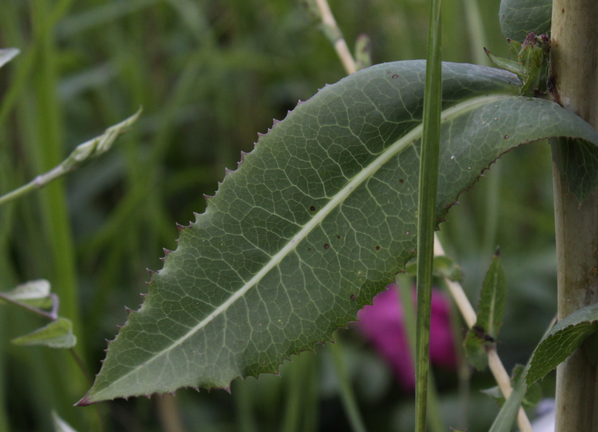 Lactuca virosa (door Peter Meininger)