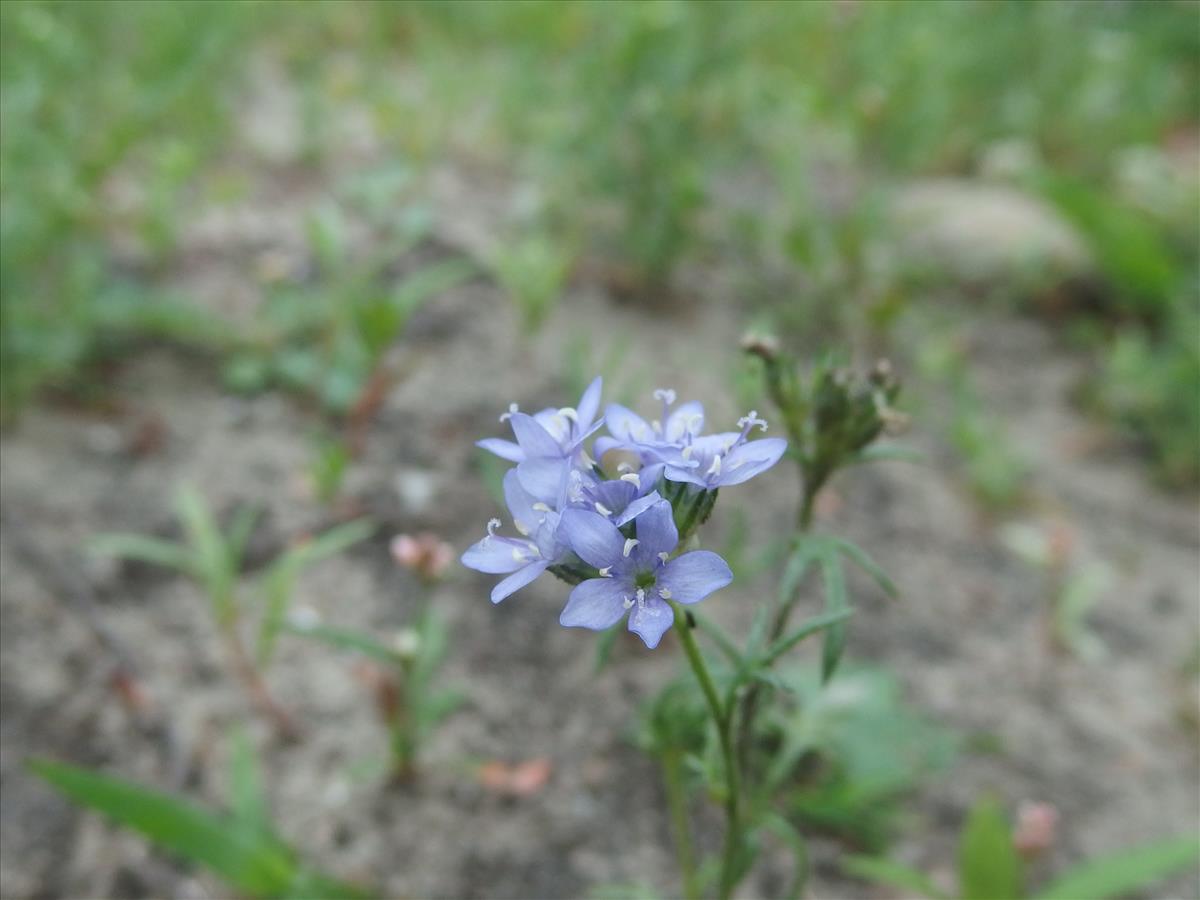 Gilia achilleifolia (door Aad van Diemen)