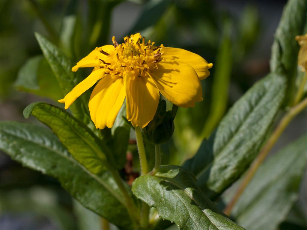 Guizotia abyssinica (door Valentine Kalwij)