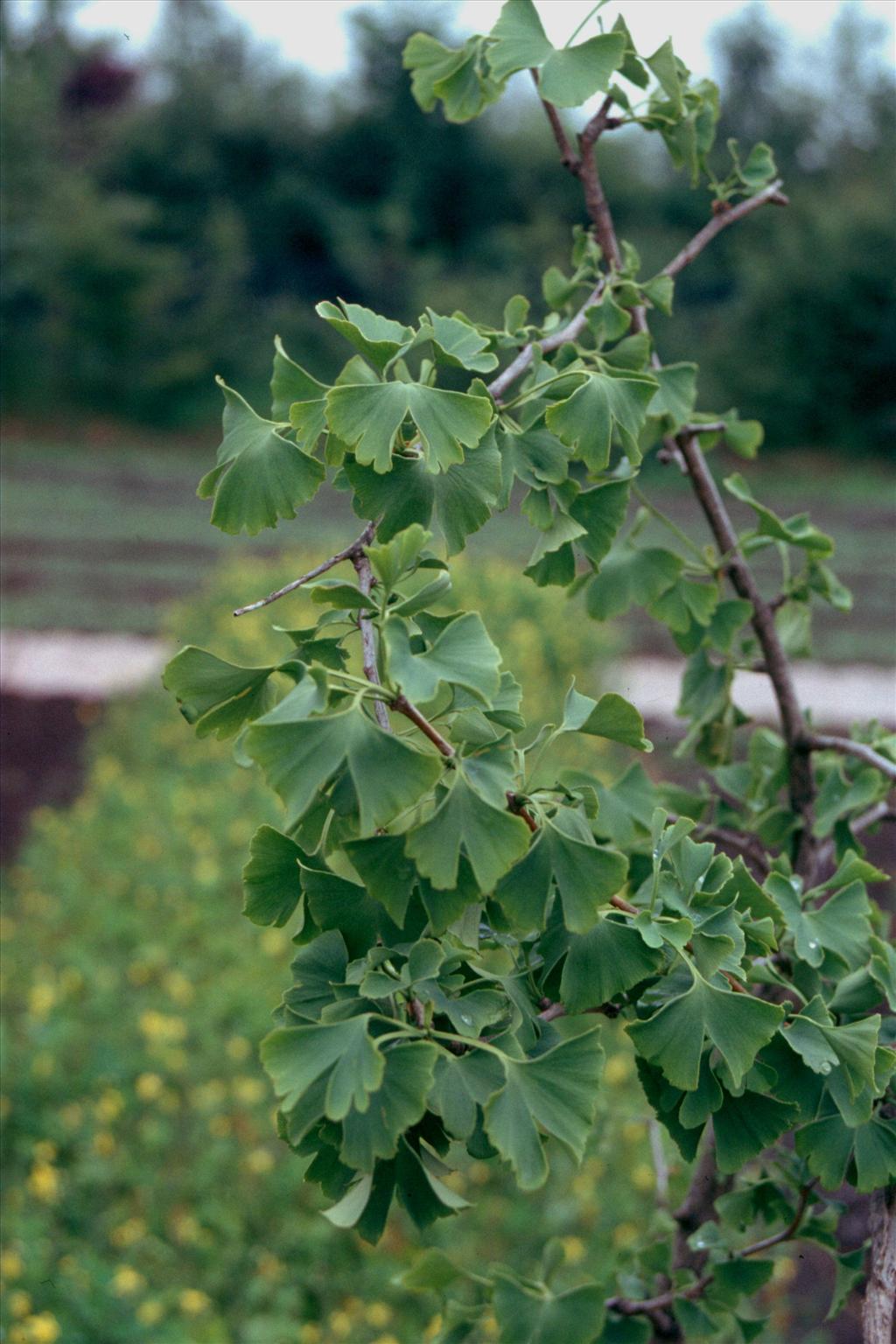 Ginkgo biloba (door Adrie van Heerden)