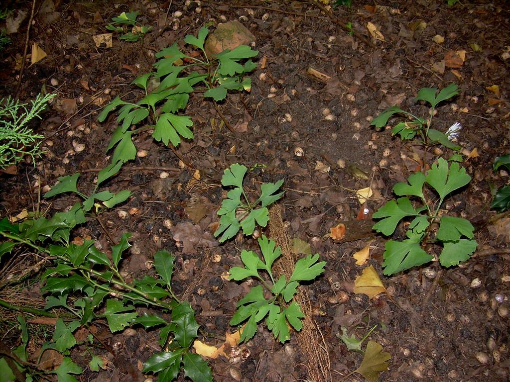 Ginkgo biloba (door Toon Verrijdt)