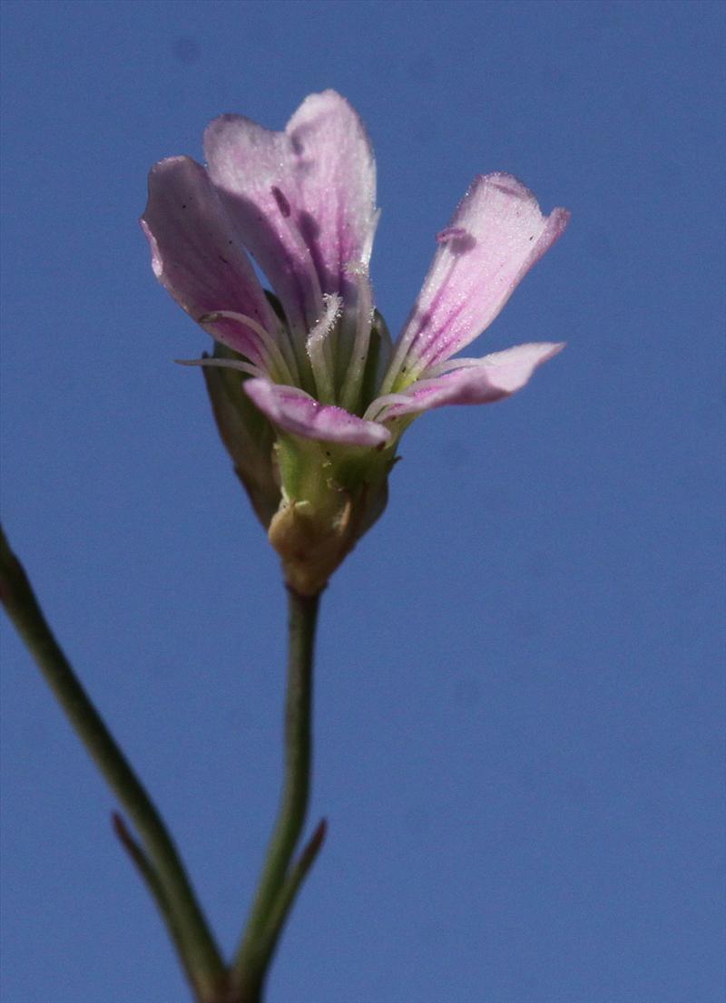 Gypsophila muralis (door Peter Meininger)