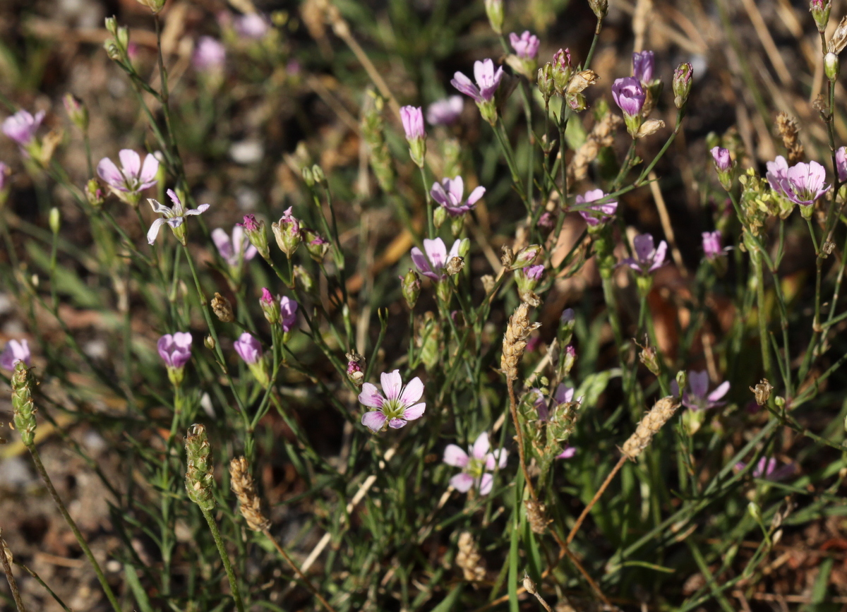 Gypsophila muralis (door Peter Meininger)