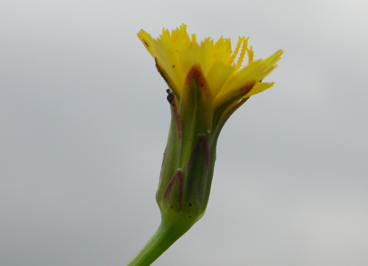 Hypochaeris glabra (door Peter Meininger)