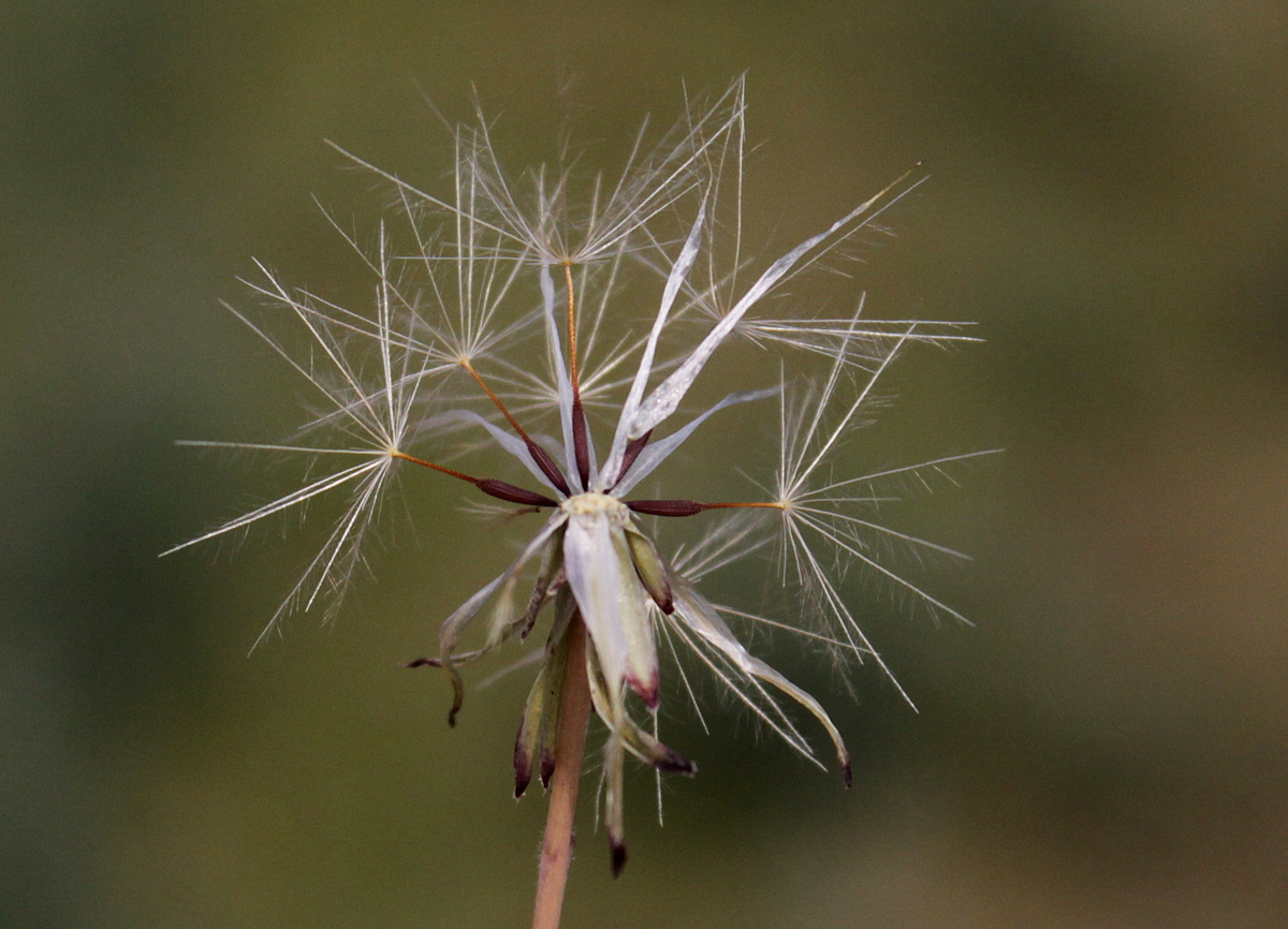 Hypochaeris glabra (door Peter Meininger)