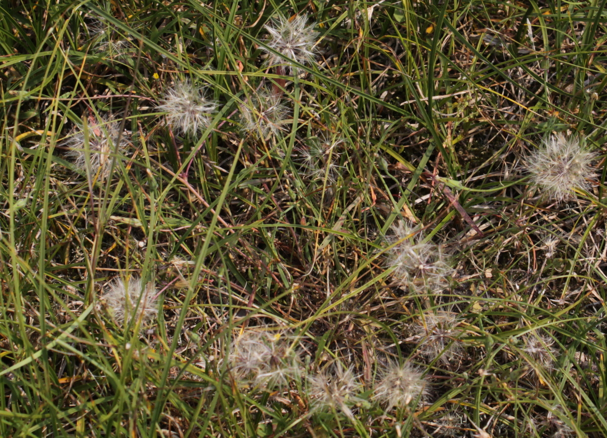 Hypochaeris glabra (door Peter Meininger)