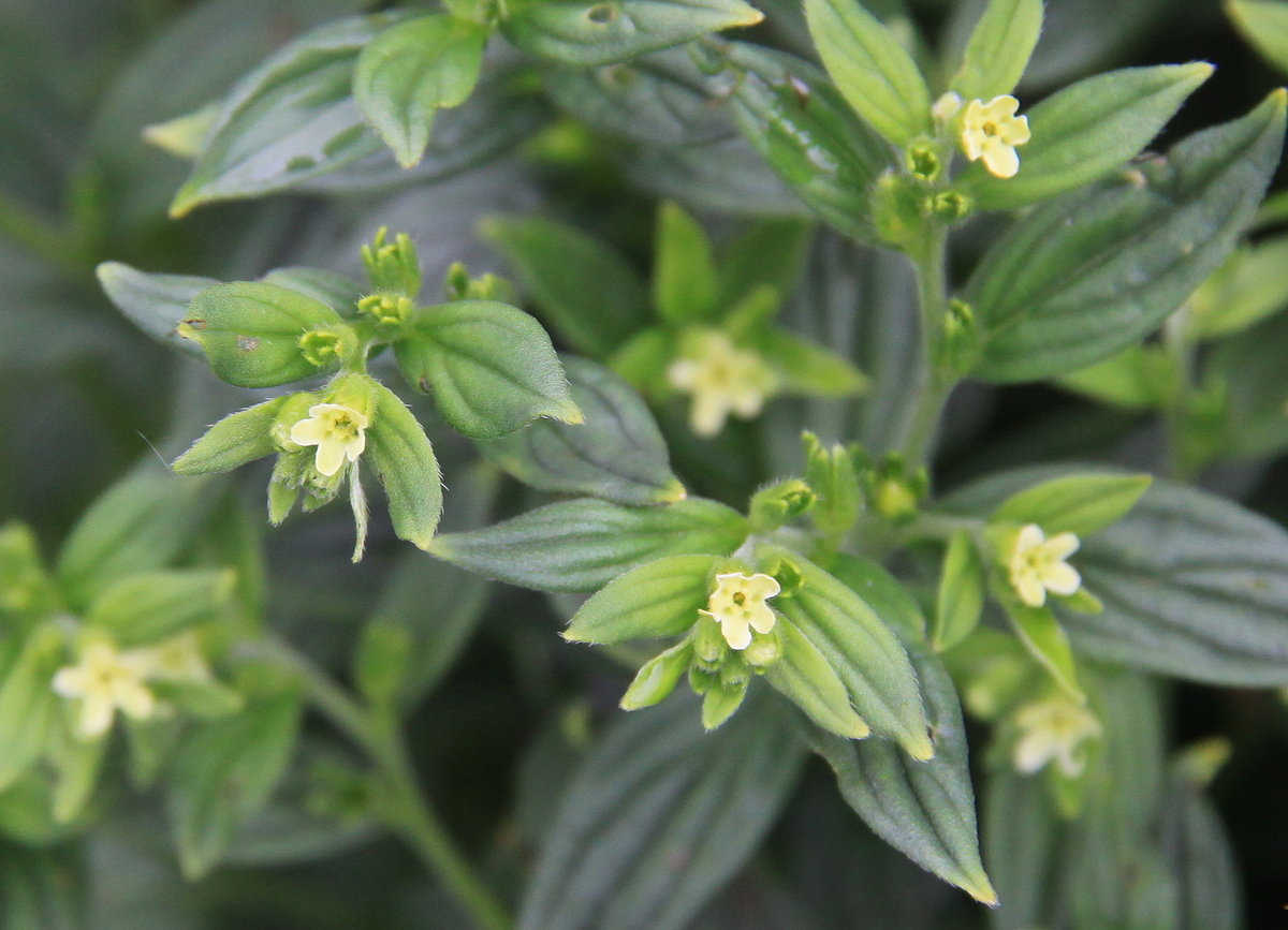 Lithospermum officinale (door Peter Meininger)