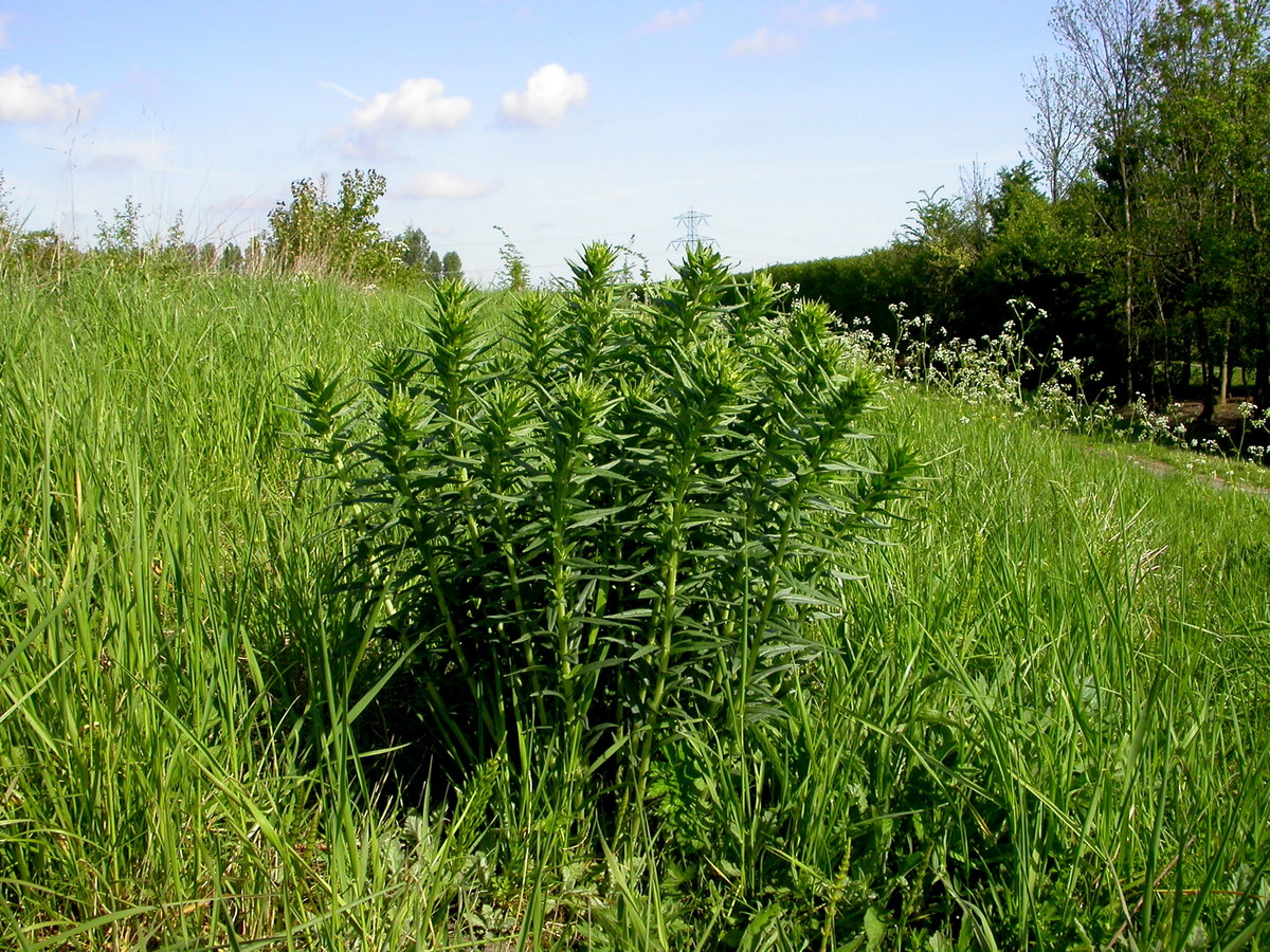 Lithospermum officinale (door Peter Meininger)