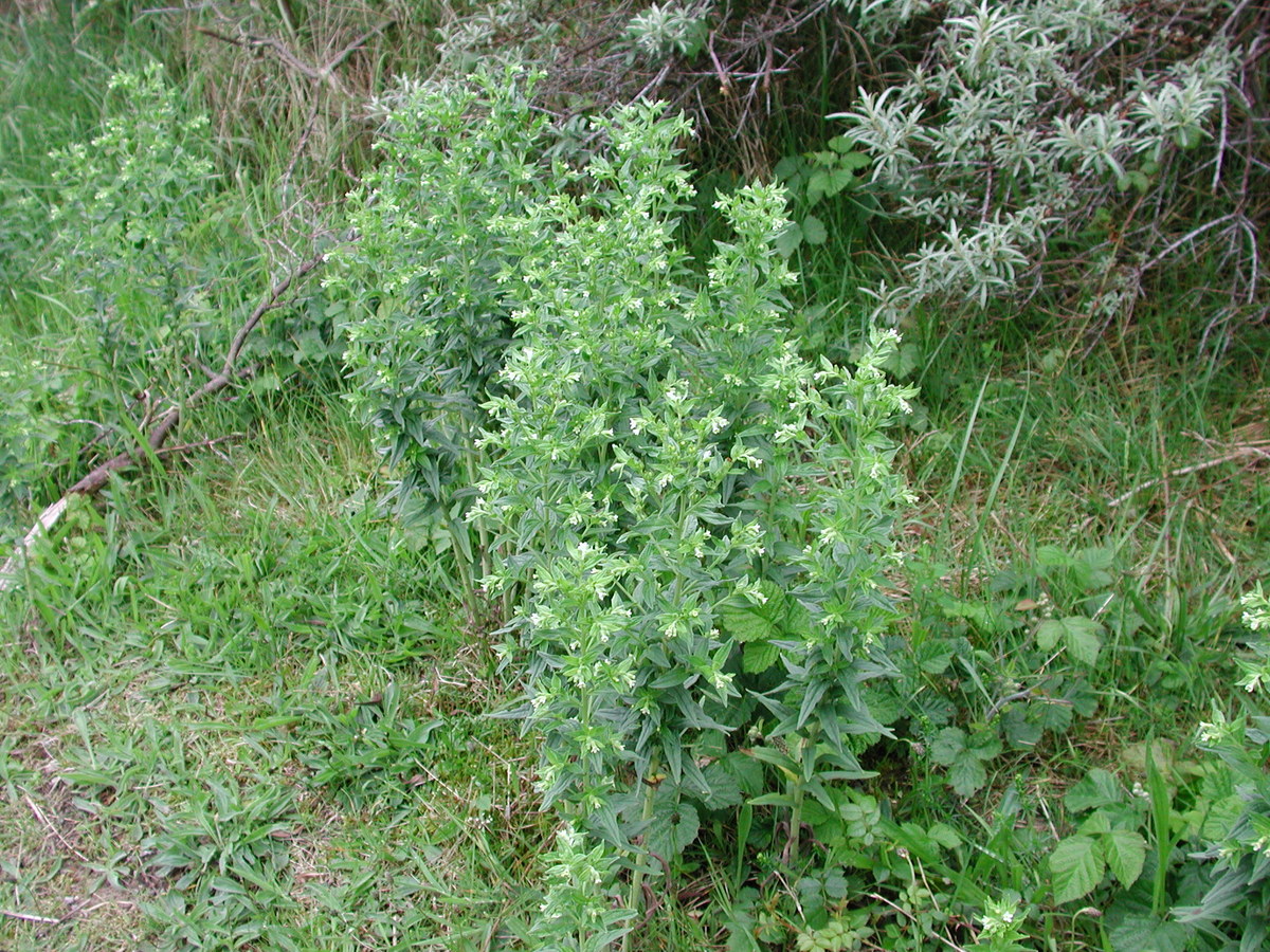 Lithospermum officinale (door Peter Meininger)