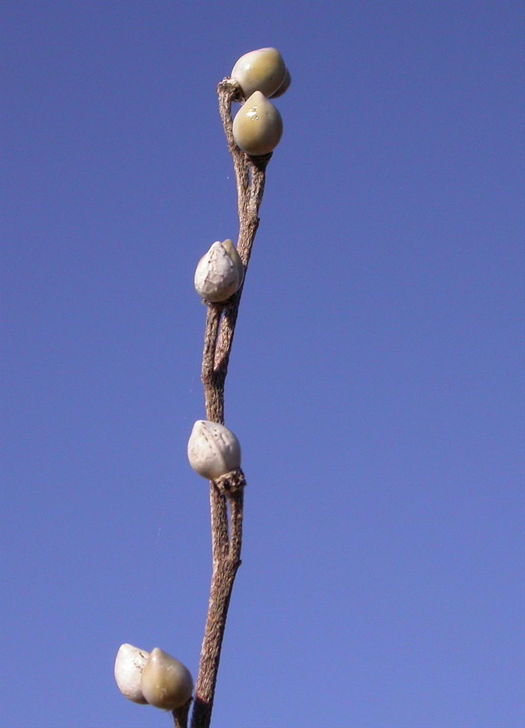 Lithospermum officinale (door Peter Meininger)