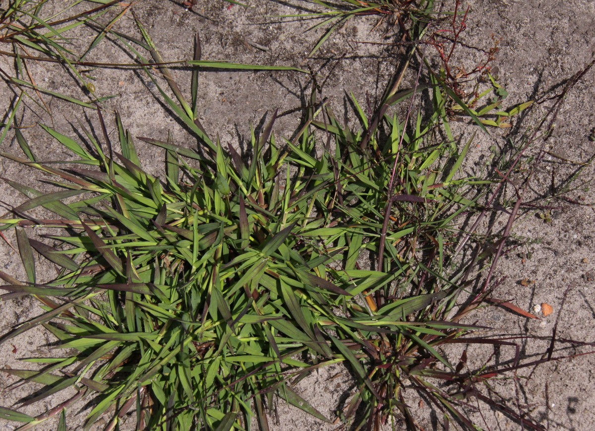 Digitaria ischaemum (door Peter Meininger)