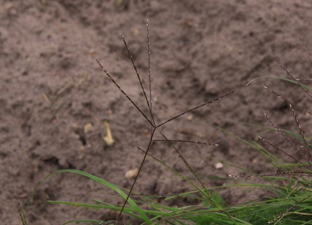 Digitaria ischaemum (door Peter Meininger)