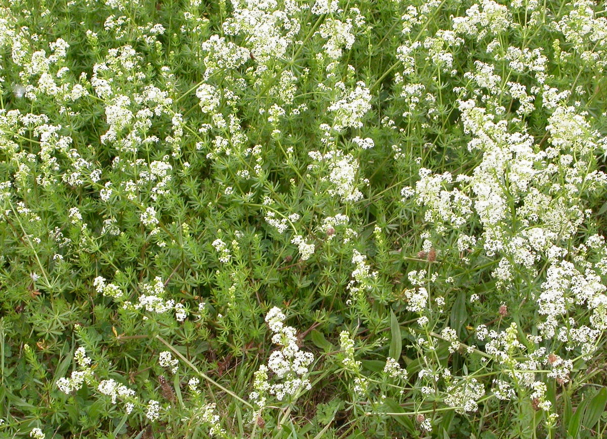 Galium mollugo subsp. erectum (door Peter Meininger)