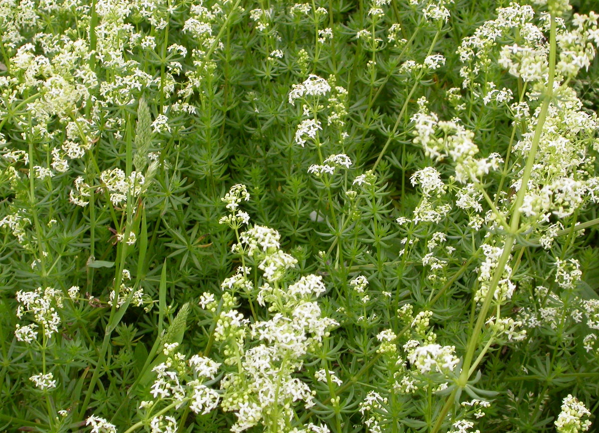 Galium mollugo subsp. erectum (door Peter Meininger)