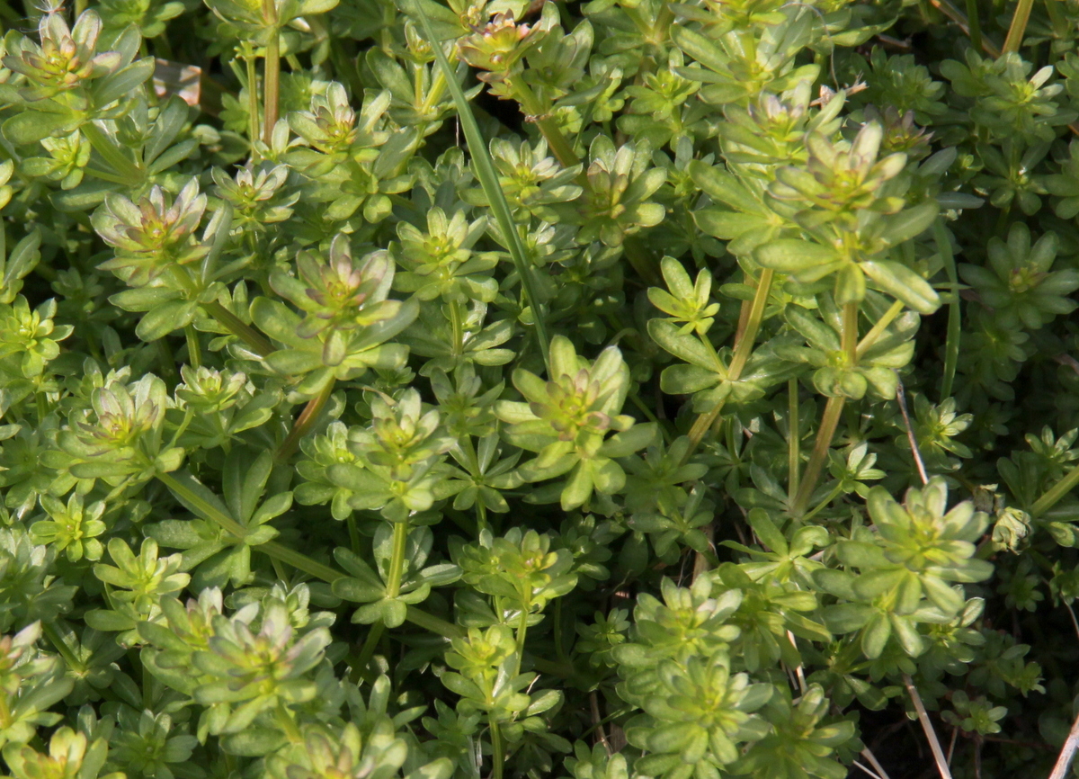 Galium mollugo subsp. erectum (door Peter Meininger)