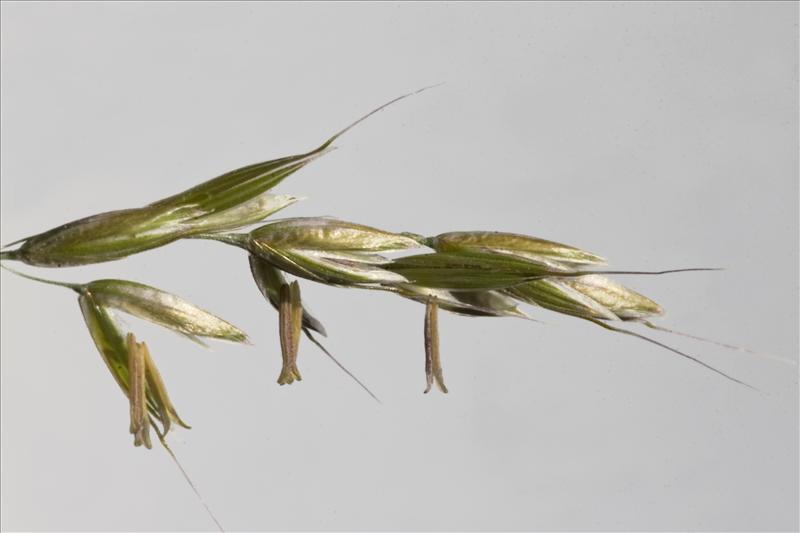 Arrhenatherum elatius subsp. elatius (door valentine kalwij)