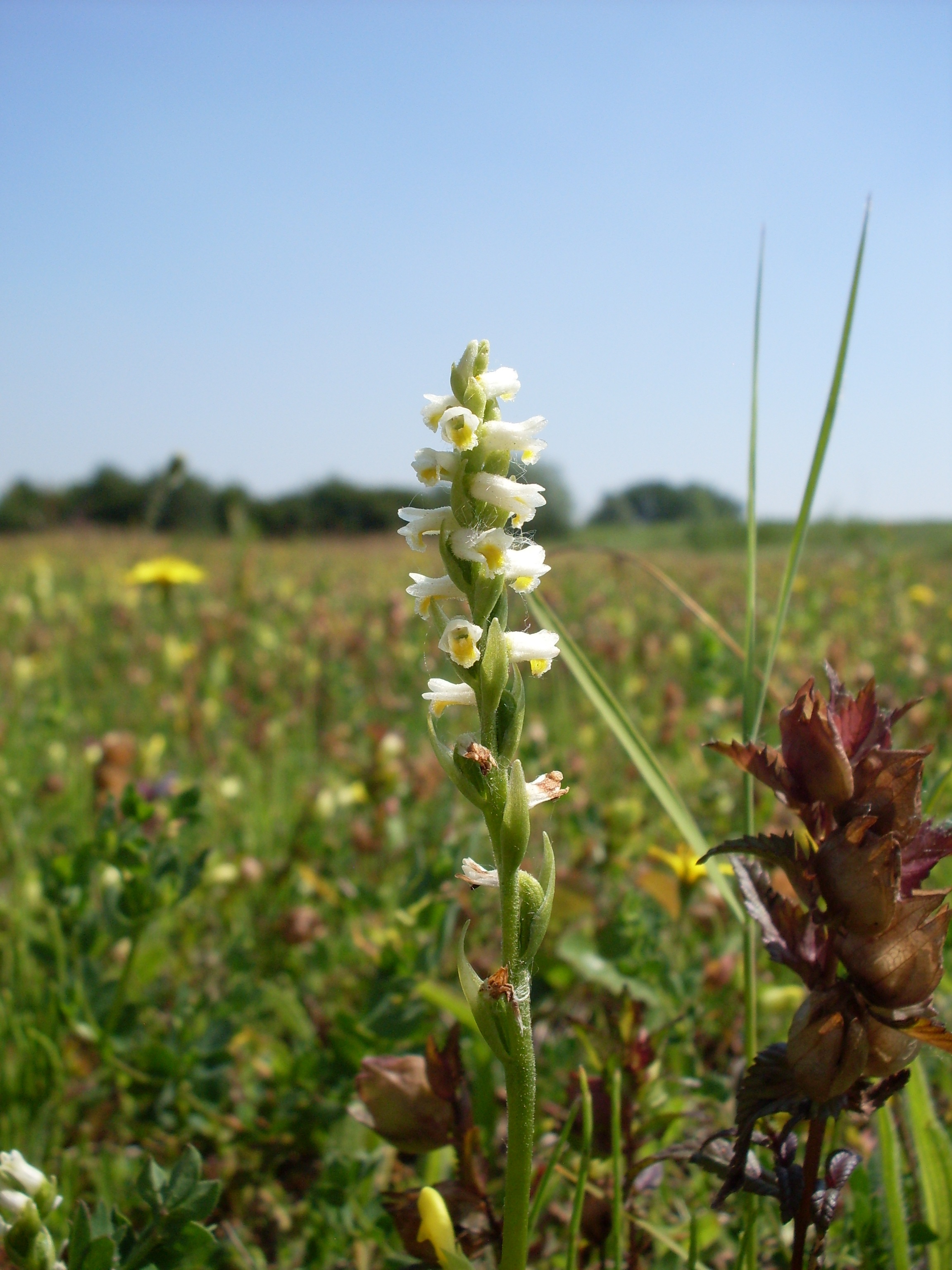 Spiranthes lucida (door Dick Kerkhof)