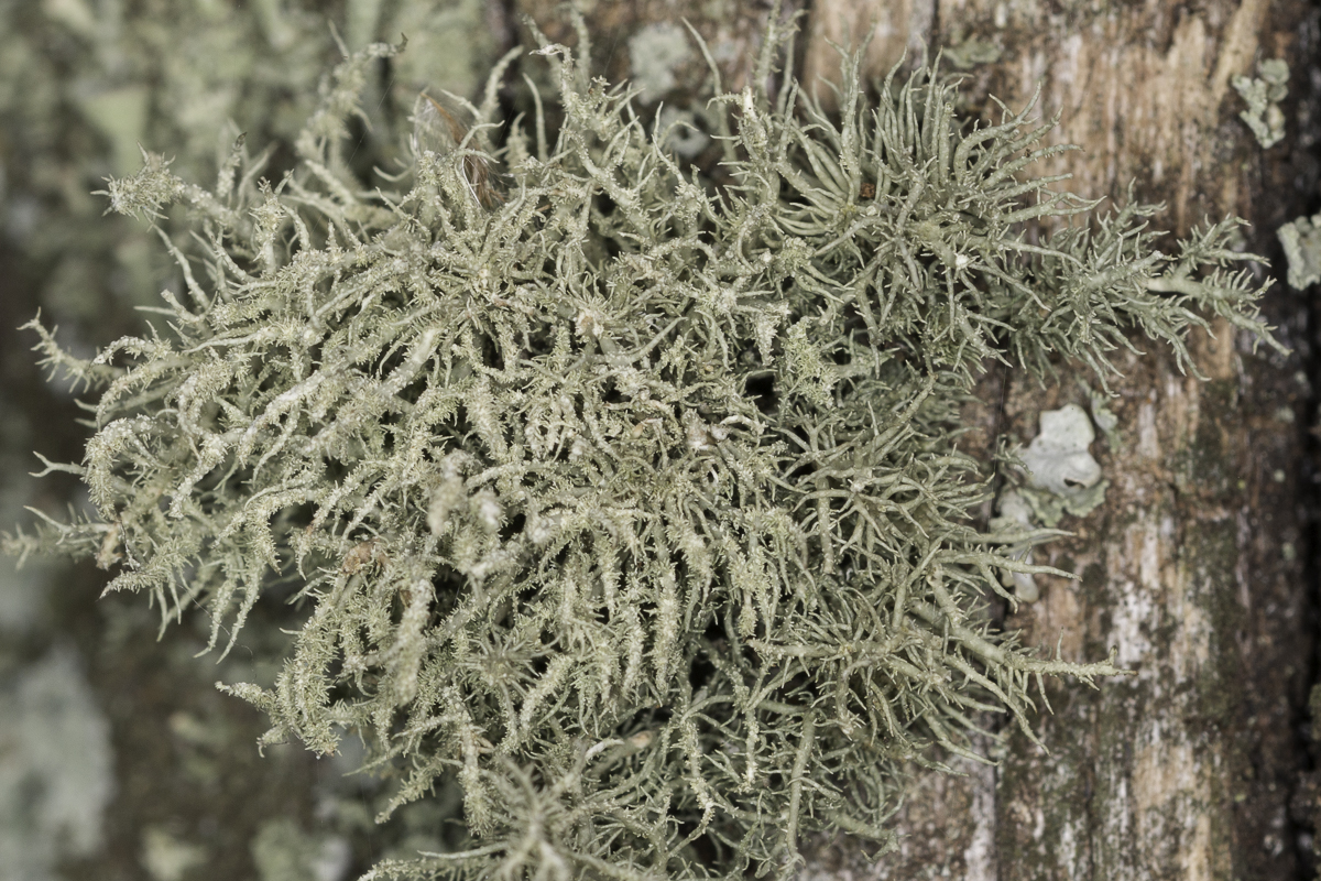 Usnea glabrata (door Paul Schrama)